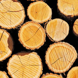 东北木业信息网 如何找到便宜的木材销售渠道